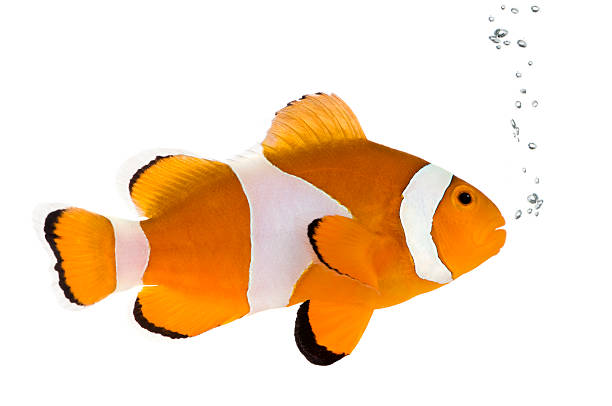 istock Orange clownfish - Amphiprion occelaris 116125944