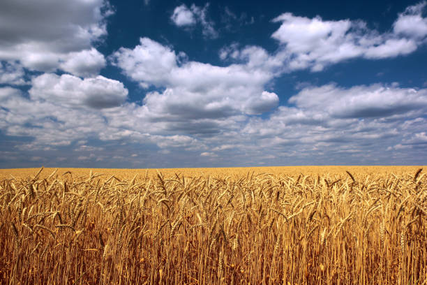 푸른 하늘 배경에 대한 필드에 밀 귀 - composition selective focus wheat field 뉴스 사진 이미지