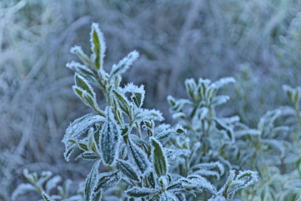 Frost details stock photo