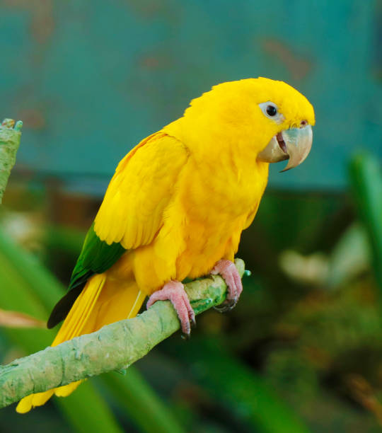istock The golden parakeet or golden conure 1161260473