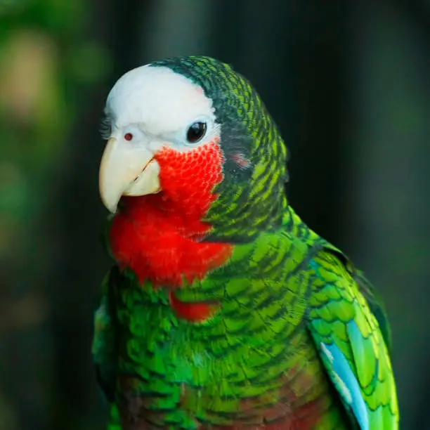 Photo of rose-throated amazon,The Cuban amazon also known as Cuban parrot or the rose-throated parrot