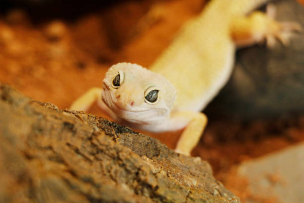 istock mack snow leopard gecko baby 1161261036