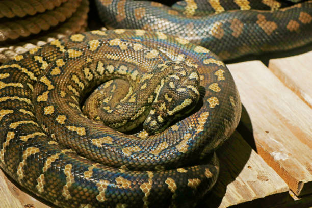 The Pythonidae, commonly known simply as pythons The Pythonidae, commonly known simply as pythons, are a family of nonvenomous snakes, Among its members are some of the largest snakes in the world blood python pics stock pictures, royalty-free photos & images