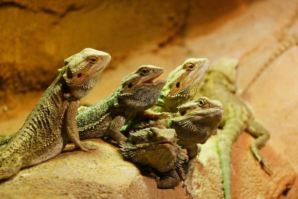 istock group of brown color lizard 1161261089