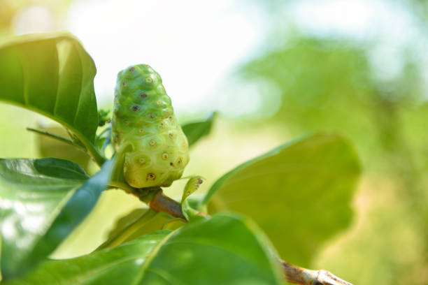 Noni fruit on tree nature herbal medicines - Other names Great morinda Beach mulberry or Morinda Citrifolia Noni fruit on tree nature herbal medicines / Other names Great morinda Beach mulberry or Morinda Citrifolia noni fruit stock pictures, royalty-free photos & images