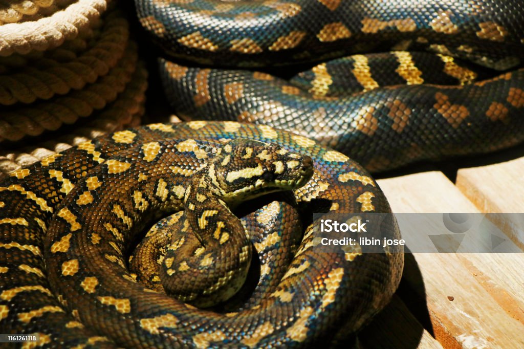 Pythonidae Animal Pythonidae