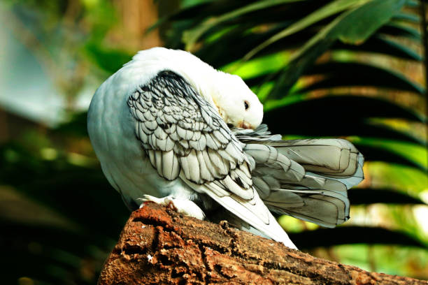 Old Fashioned Oriental Frill Pigeon