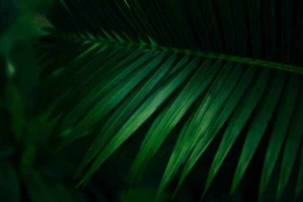 istock Plam leaves natural green pattern on dark background - Leaf beautiful in the tropical forest plant jungle 1161261158