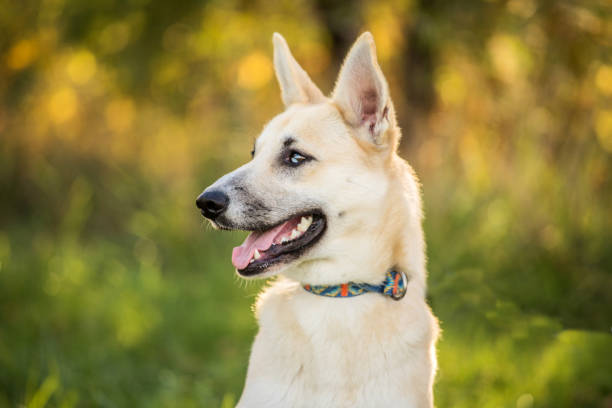 istock young dog with heterochromia 1161261417