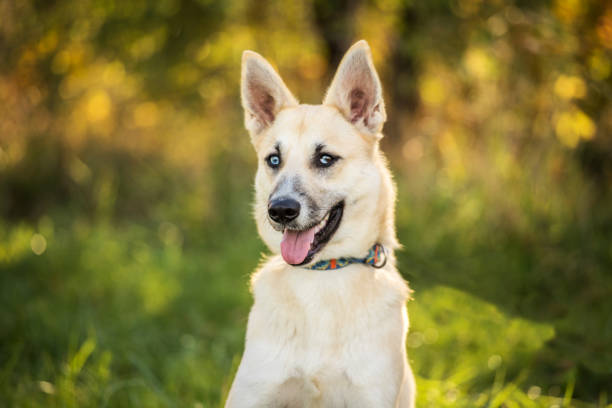 istock young dog with heterochromia 1161261427