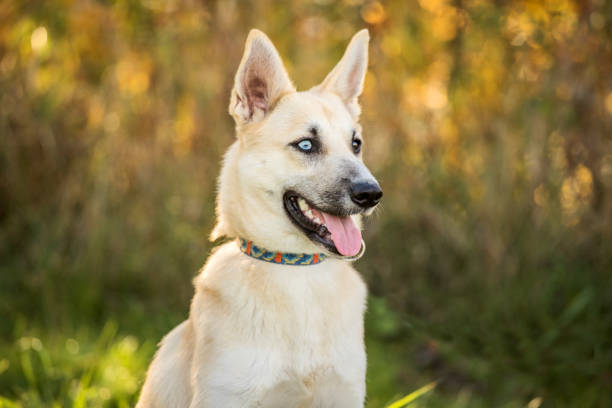 istock young dog with heterochromia 1161261453