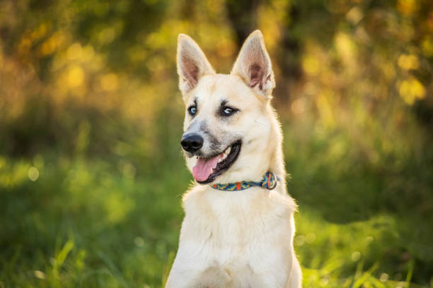 istock young dog with heterochromia 1161261494