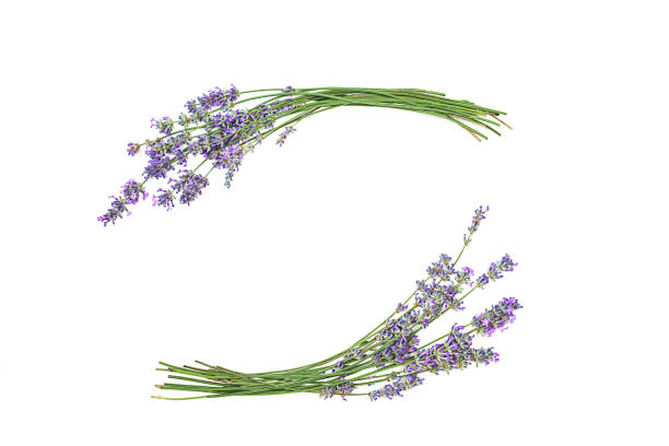 istock Lavender flowers isolated on white background. 1161262401