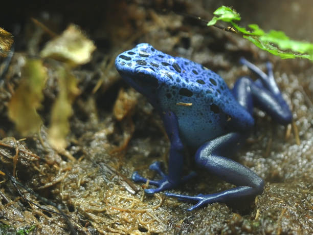 istock close up side on shot of a blue poison frog 1161262620
