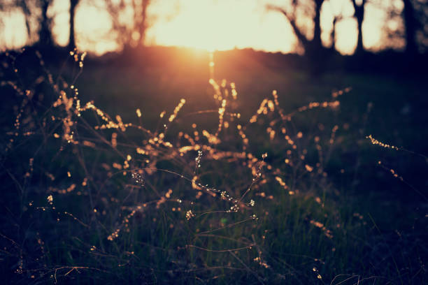 Wild grass close up in the sunset
