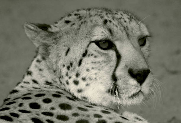 istock Portrait of Cheetah 1161266952