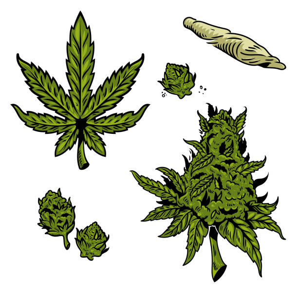 cannabis marijuana set Cannabis graphic set with vintage drawing marihuana hemp leaf for oil textile smoking extract clothes embroidery medical rastaman style. Retro illustration for poster sticker patch print t shirt. bud stock illustrations