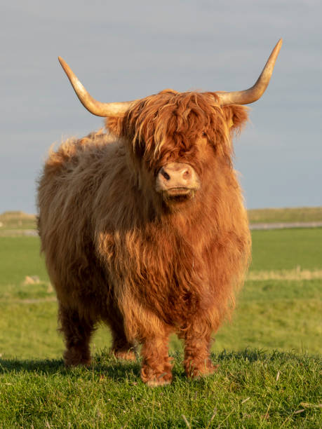 istock Highland Cow, Scotland 1161271834