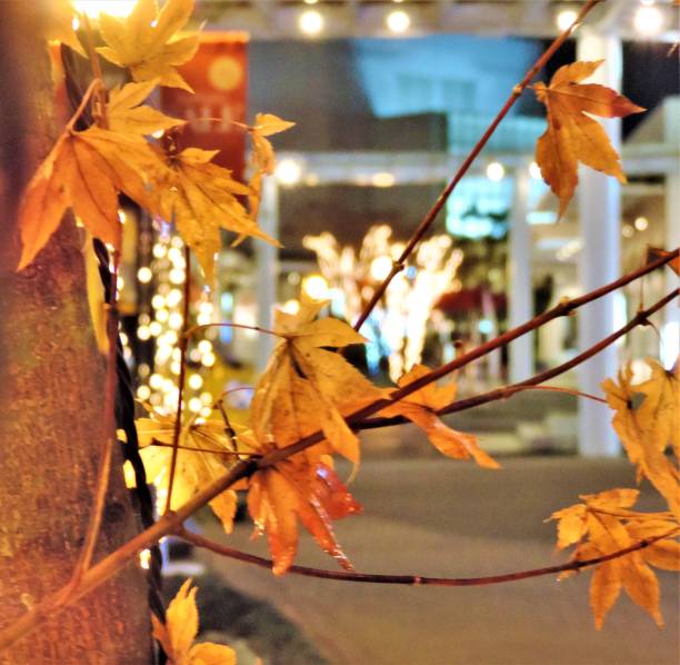 istock Autumn in the city 1161272572