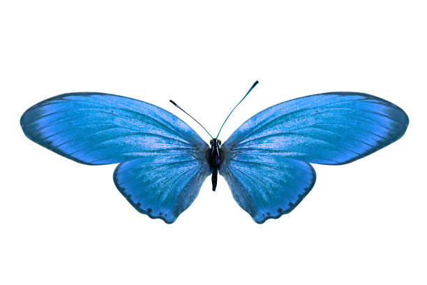 istock tropical blue butterfly. isolated on white background 1161273357