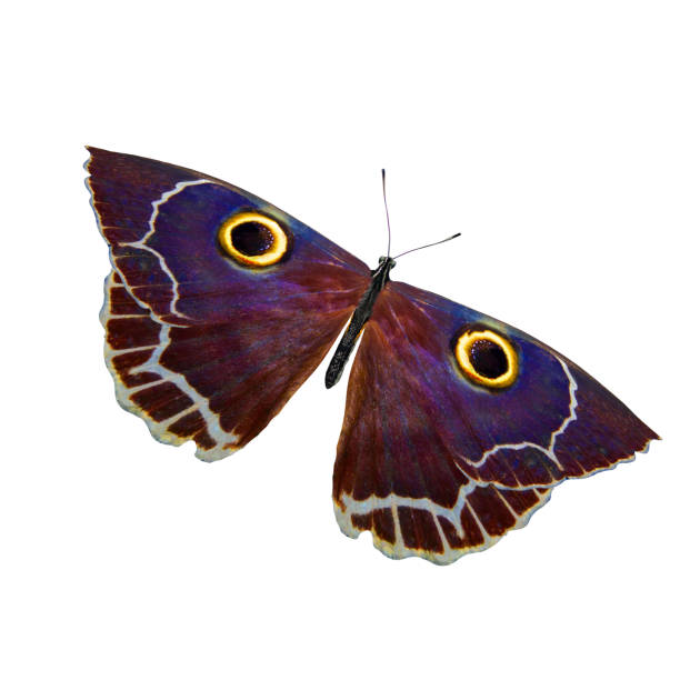 istock tropical purple butterfly. isolated on white background 1161273364