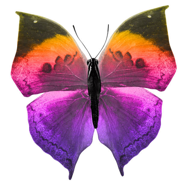 istock butterfly isolated on white. multicolor insect. tropical animal. template for design 1161273373