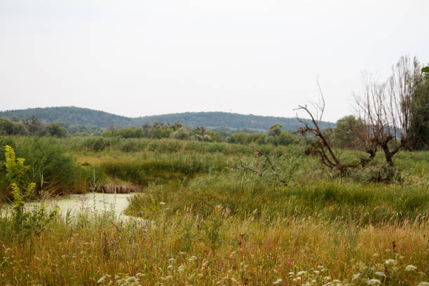Summer landscape with swamp river and old tree with thickets of reeds, selective focus