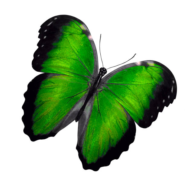 istock tropical green butterfly. isolated on white background 1161275062