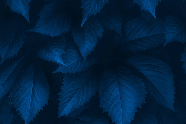istock Bright blue pink leaves top view minimalistic background 1161278768