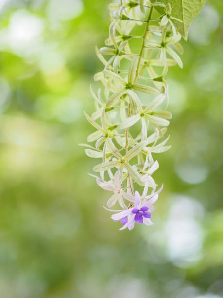 5枚の花びらの花びらの花びらの花の紫色の花束は、花びらの上部が毛深く、花びらのベースはチューブに接続され、花の内側には4-5スタメン名サンドペーパーバインがあります。紫のリース - 5pointed ストックフォトと画像