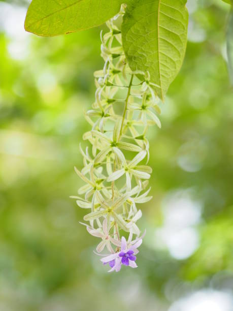 5枚の花びらの花びらの花びらの花の紫色の花束は、花びらの上部が毛深く、花びらのベースはチューブに接続され、花の内側には4-5スタメン名サンドペーパーバインがあります。紫のリース - 5pointed ストックフォトと画像