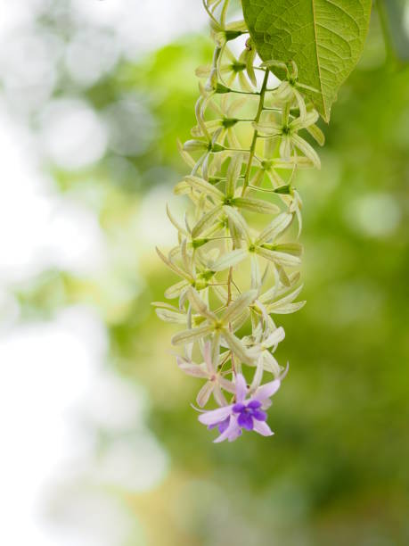 flor púrpura ramo de cinco pétalos, como un pétalo de 5 puntas, la parte superior de los pétalos son peludos, la base de los pétalos está conectado al tubo, dentro de las flores son 4-5 estambres nombre sandpaper vine. corona púrpura. - 5pointed fotografías e imágenes de stock