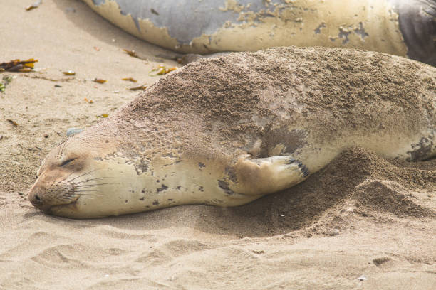 istock elephant seals at a beach in california 1161281642