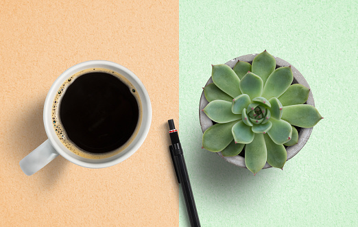 succulent plant and coffee on colorful paper background