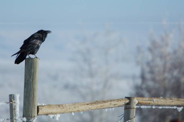 Rook