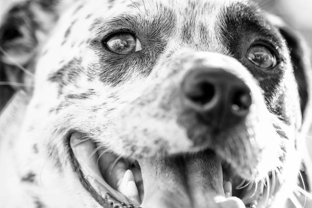 istock Portrait of a purebred Dalmatian 2 1161283154