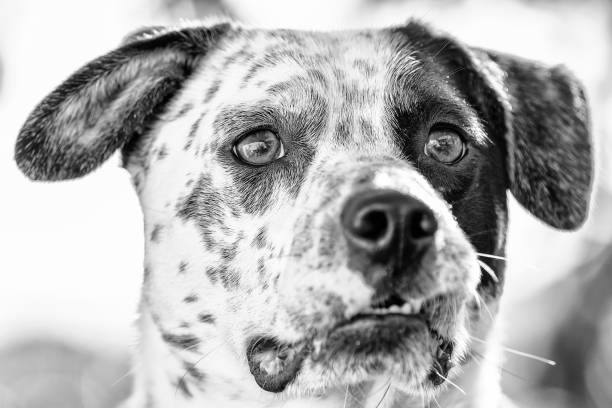 istock Portrait of a purebred Dalmatian 6 1161283162