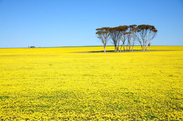 field with yellow flowers and blue sky. stock photo