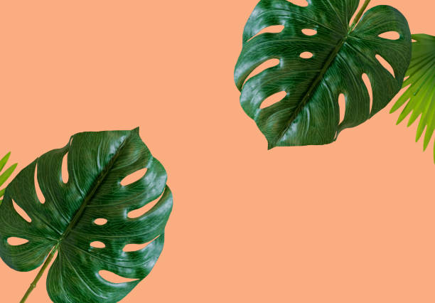 istock Green leaves separated from the background color  cliping part 1161285305