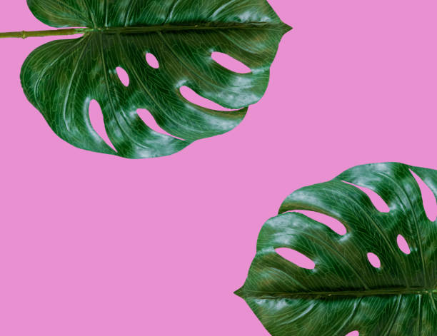 istock Green leaves separated from the background color  cliping part 1161285307
