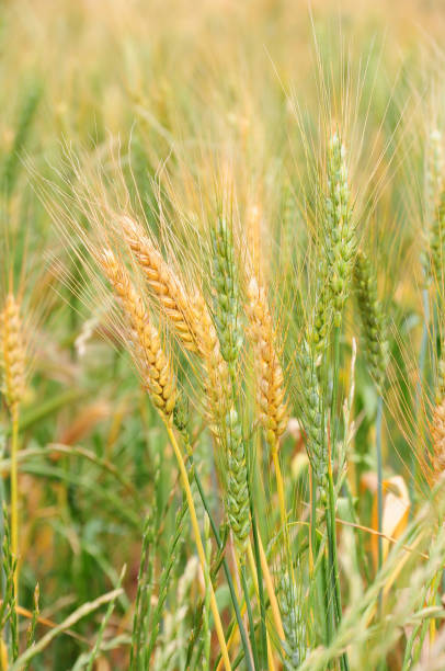 barley in field. - barley grass field green imagens e fotografias de stock