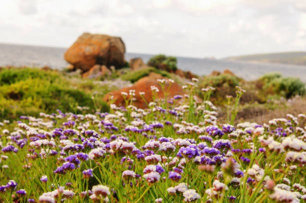 Spring flowers on the pretty bay. stock photo