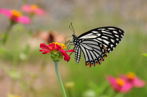 Butterfly on Flowers stock photo