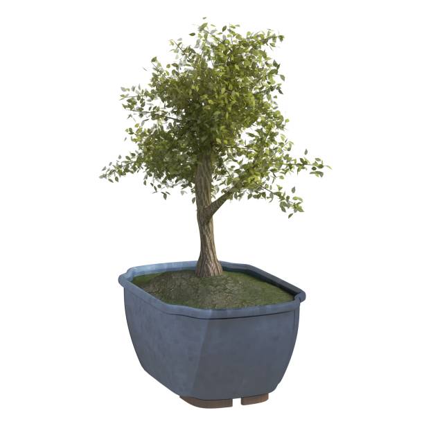 istock Home plant 3d illustration isolated on the white background 1161286373
