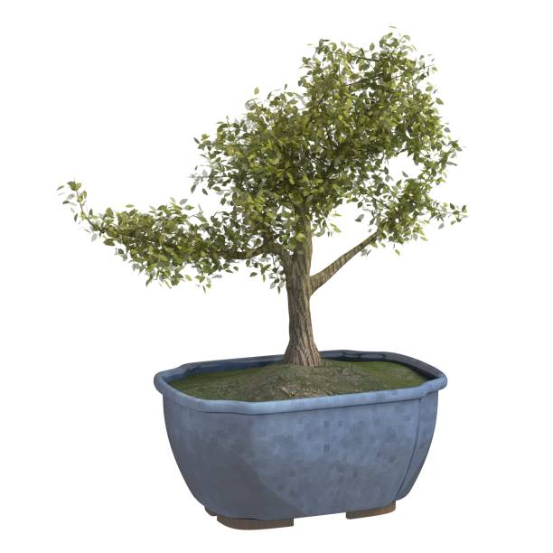istock Home plant 3d illustration isolated on the white background 1161286377