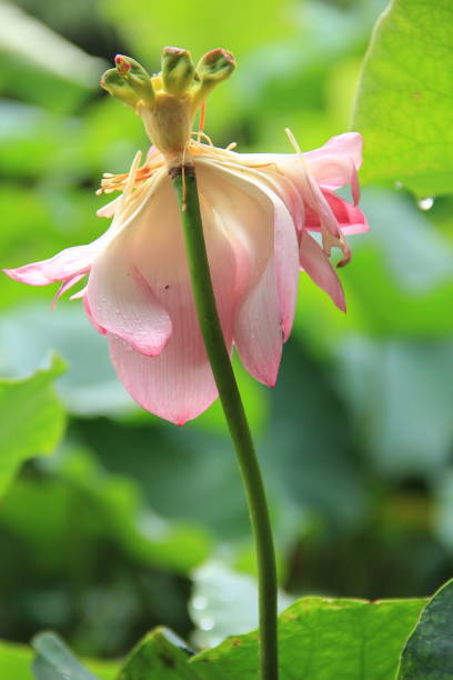 istock Lotus lotus leaves, petalclose 1161287157