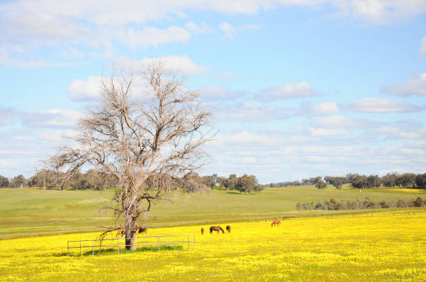 Tropical flowers frangipani background on wood stock photo