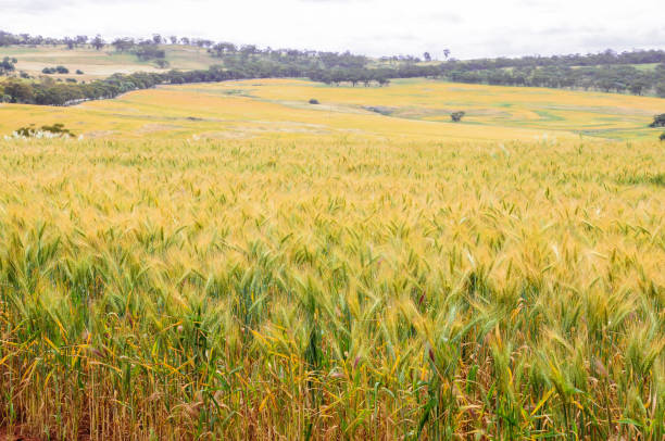 campo d'orzo. - oat farm grass barley foto e immagini stock