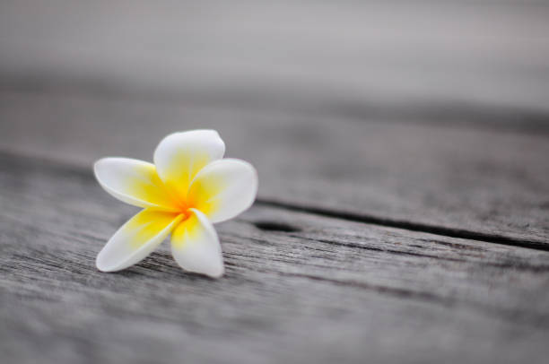 Tropical flowers frangible background on wood stock photo