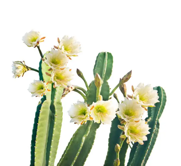 Photo of San Pedro Cactus Bloom on white background